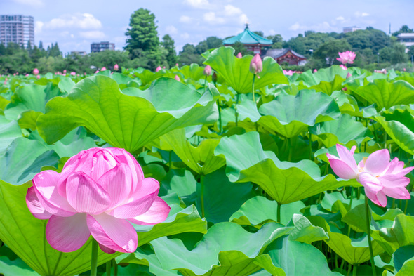 不忍池の蓮 2024.7.13